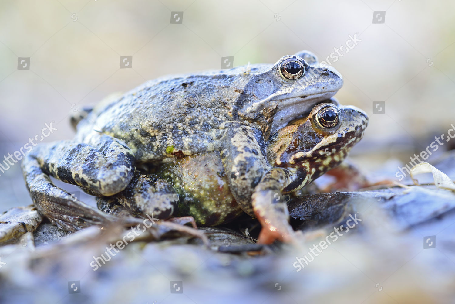 Common Frogs European Common Brown Frogs Editorial Stock Photo Stock