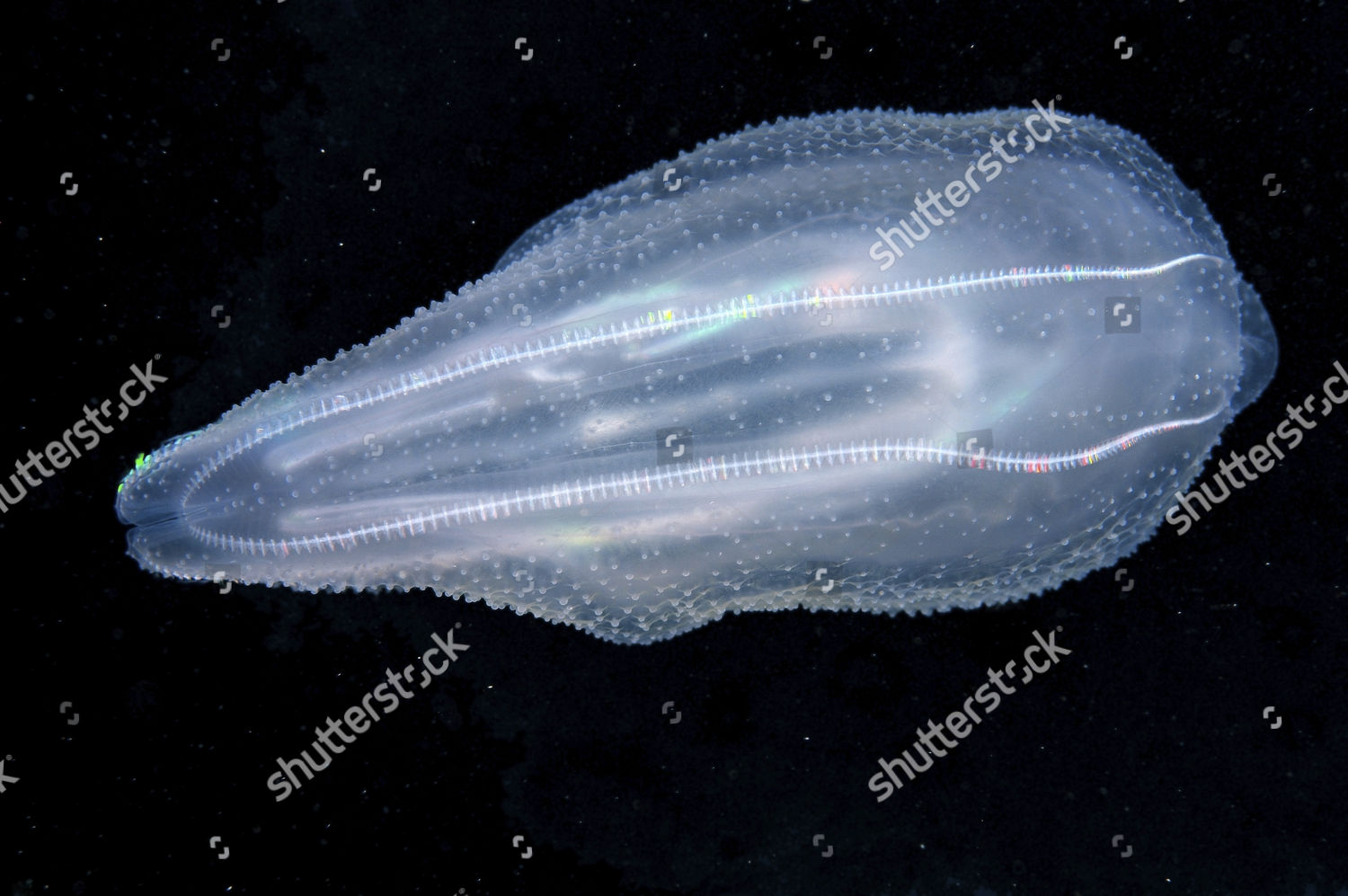 Warty Comb Jelly Sea Walnut Mnemiopsis Editorial Stock Photo Stock