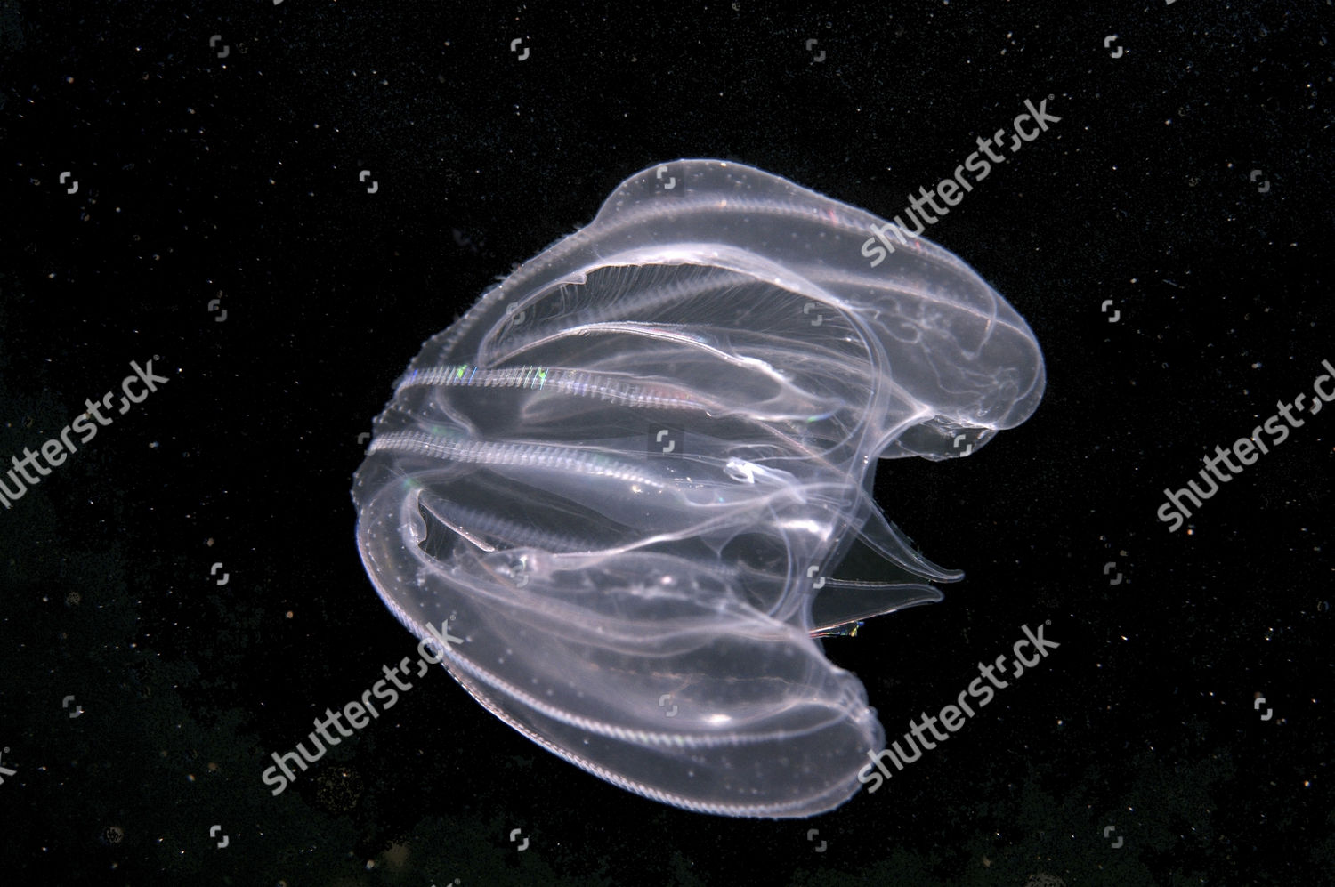 Warty Comb Jelly Mnemiopsis Leidyi Black Editorial Stock Photo Stock