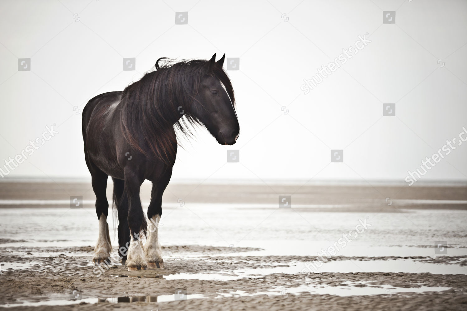 Shire Horse Gelding Black Blaze Roaming Editorial Stock Photo - Stock ...