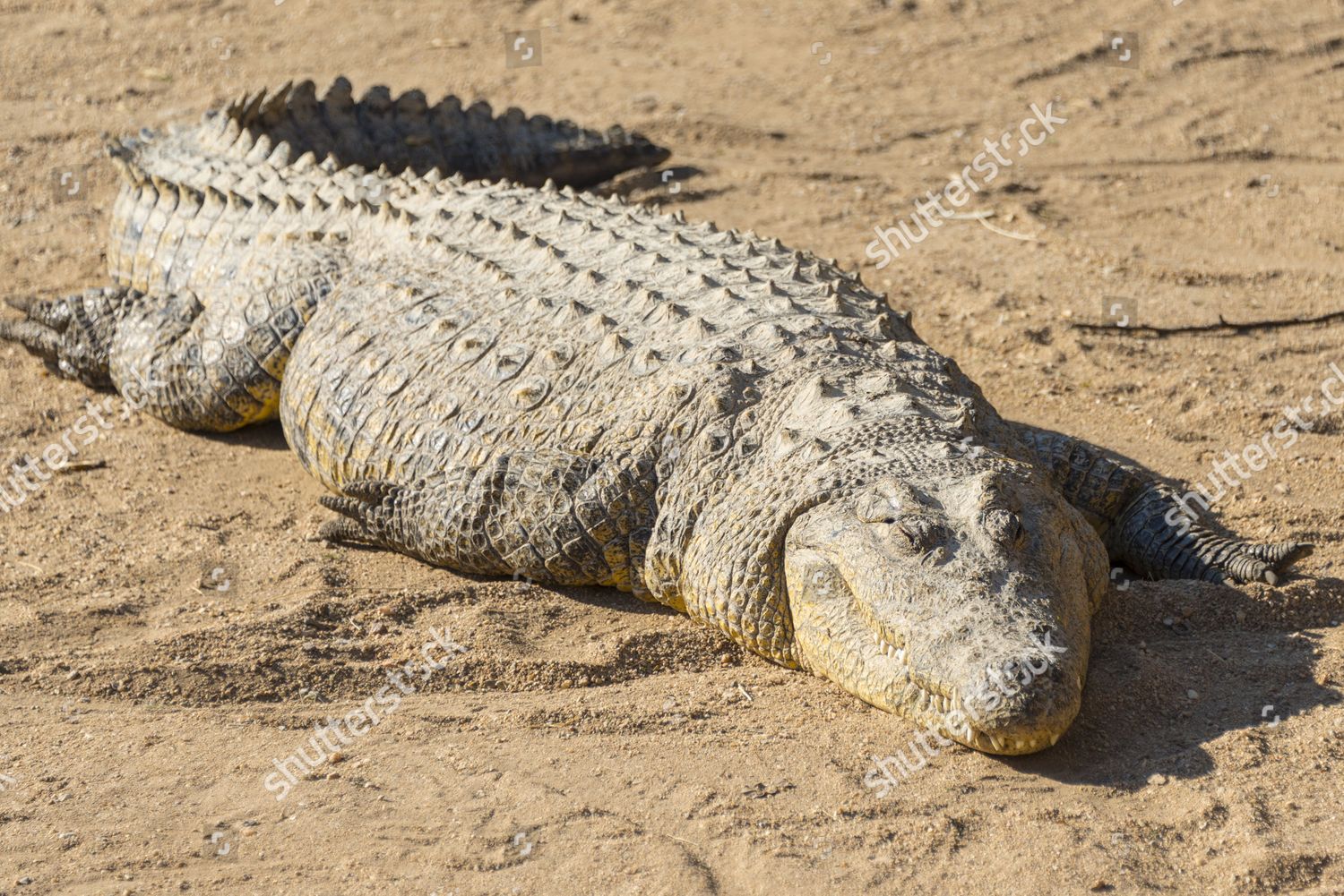 niloticus crocodile