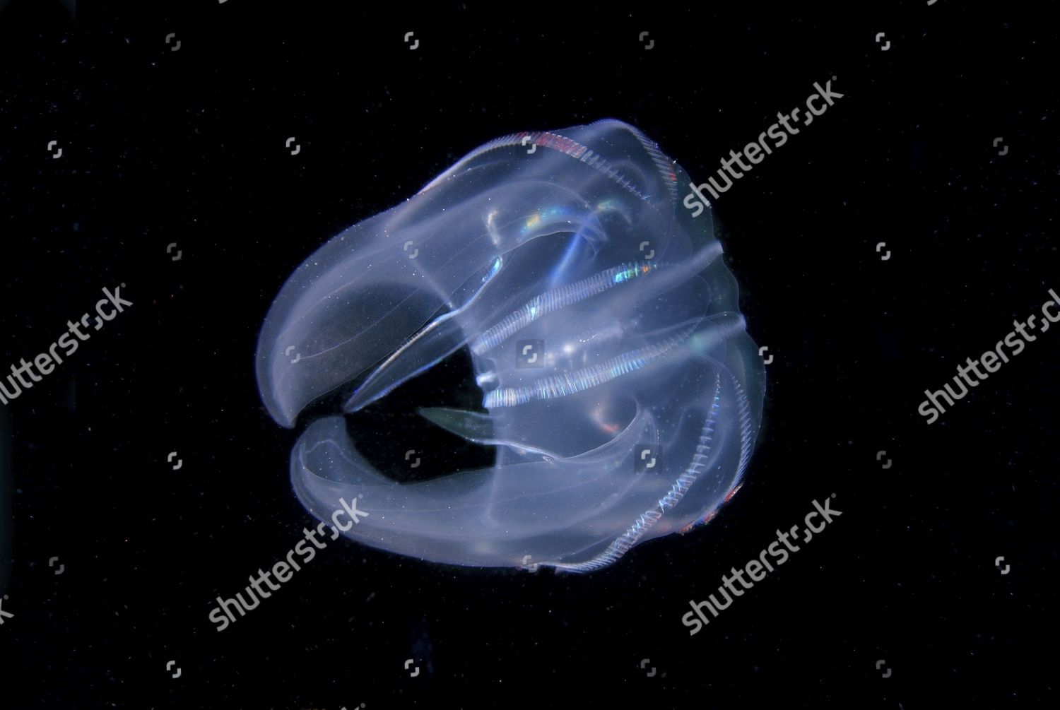 Warty Comb Jelly Mnemiopsis Leidyi Black Editorial Stock Photo Stock