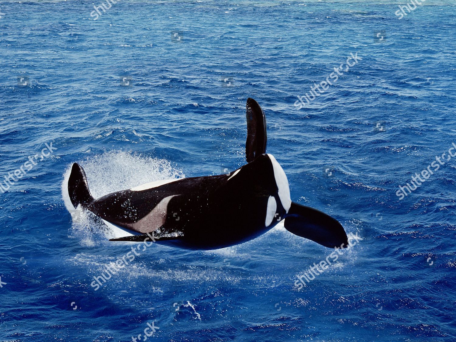 Killer Whale Orcinus Orca Adult Breatching Editorial Stock Photo ...