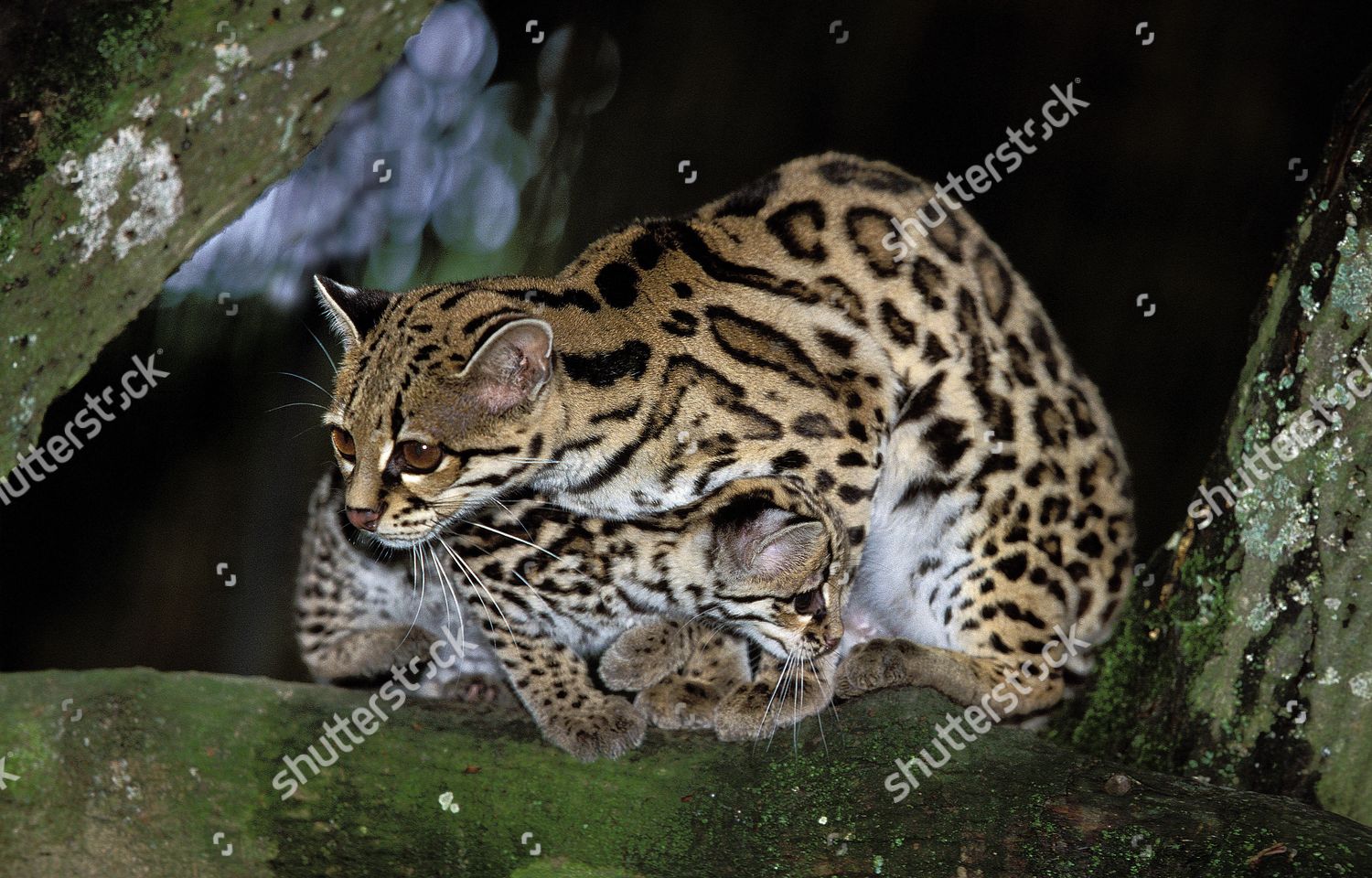 Margay Cat Leopardus Wiedi Mother Cub Editorial Stock Photo - Stock ...