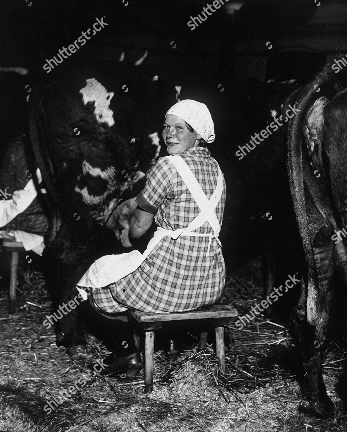 Nostalgia Image Woman Milking Cow By Editorial Stock Photo - Stock ...