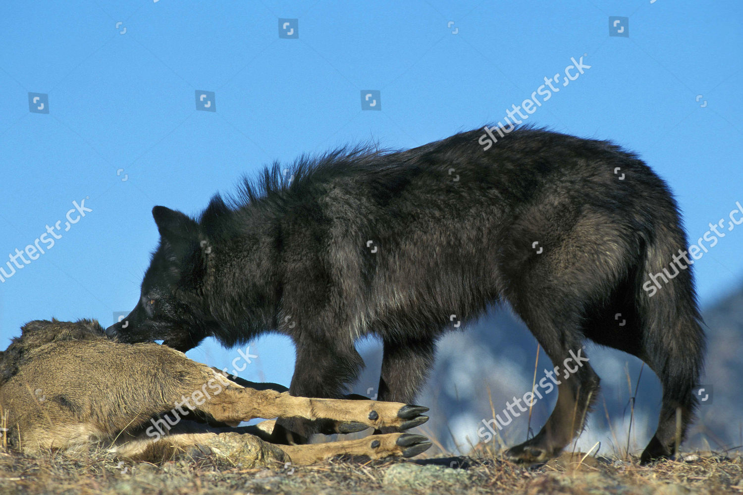 mackenzie valley wolf pup