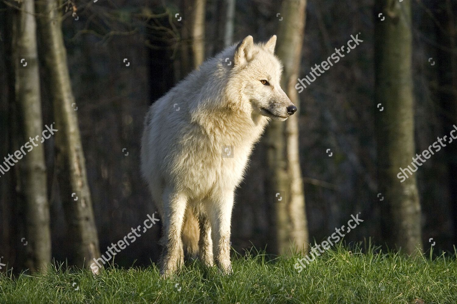 Arctic Wolf Canis Lupus Tundrarum Editorial Stock Photo Stock Image Shutterstock