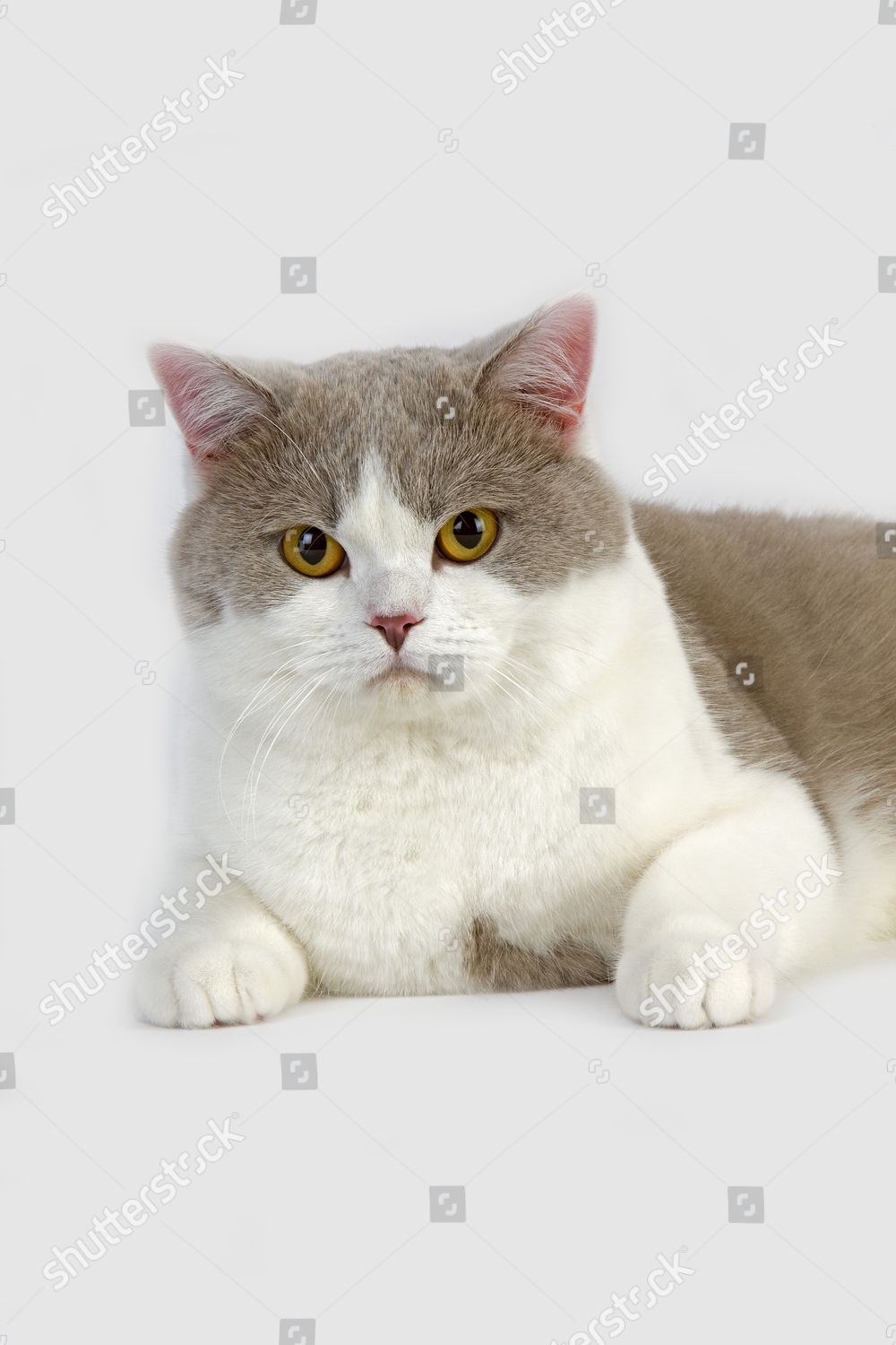 Lilac White British Shorthair Domestic Cat Male Editorial Stock
