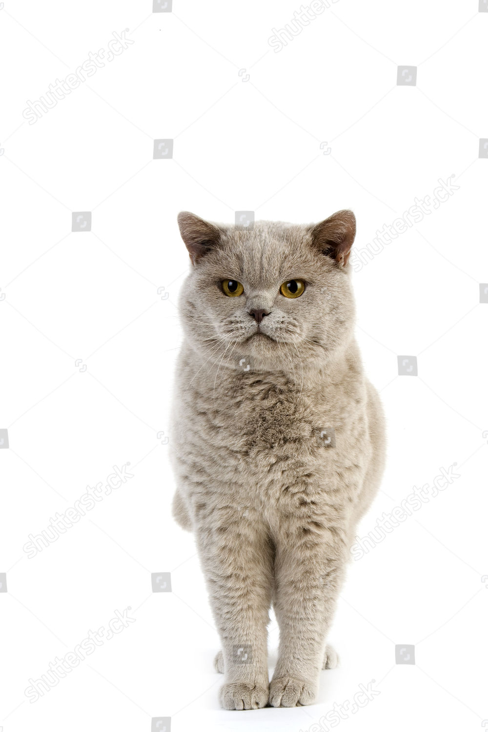 Lilac British Shorthair Dometic Cat Male Standing Editorial Stock