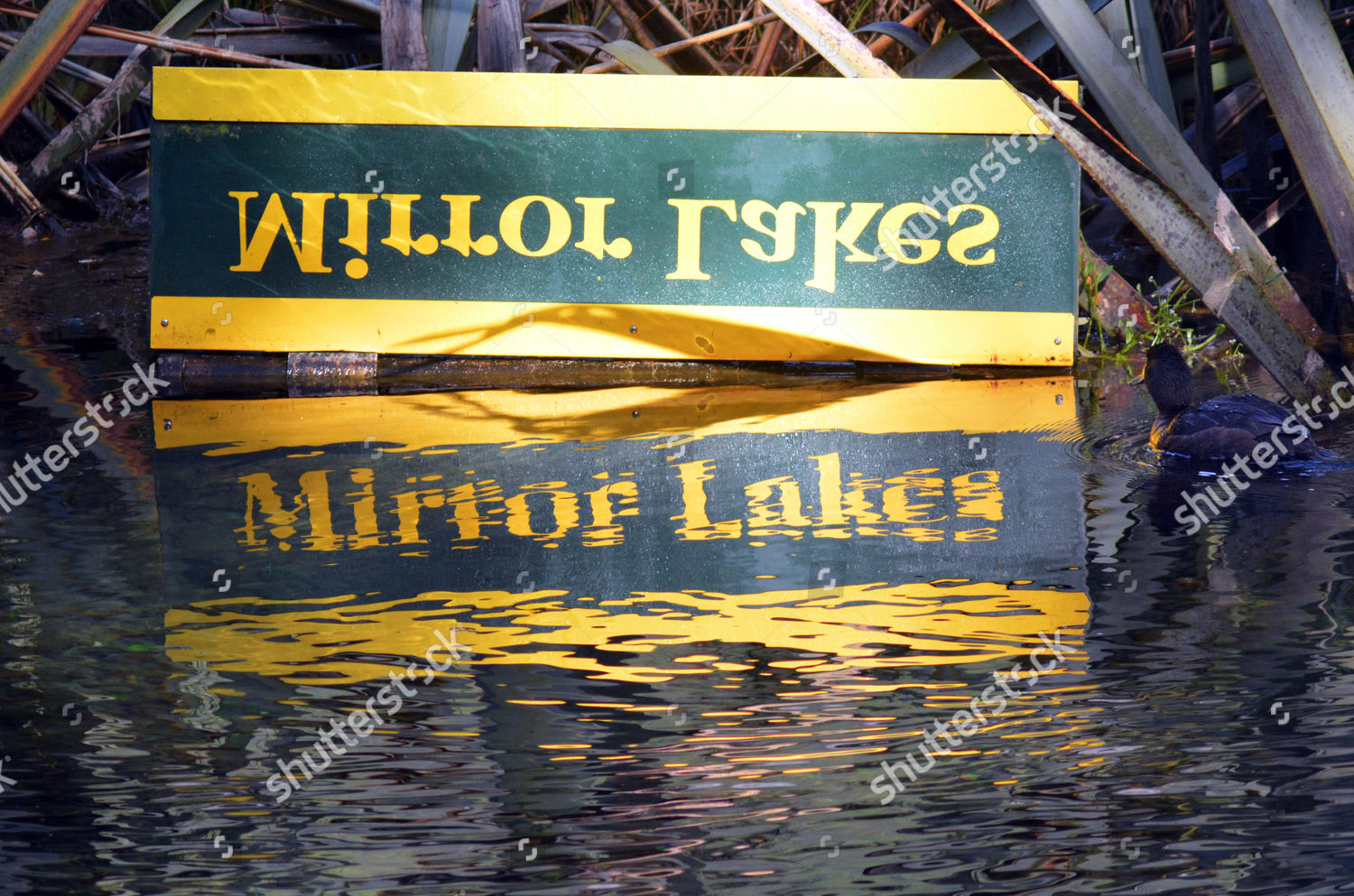 Blue Duck Swim Mirror Lake Fiordland Editorial Stock Photo Stock