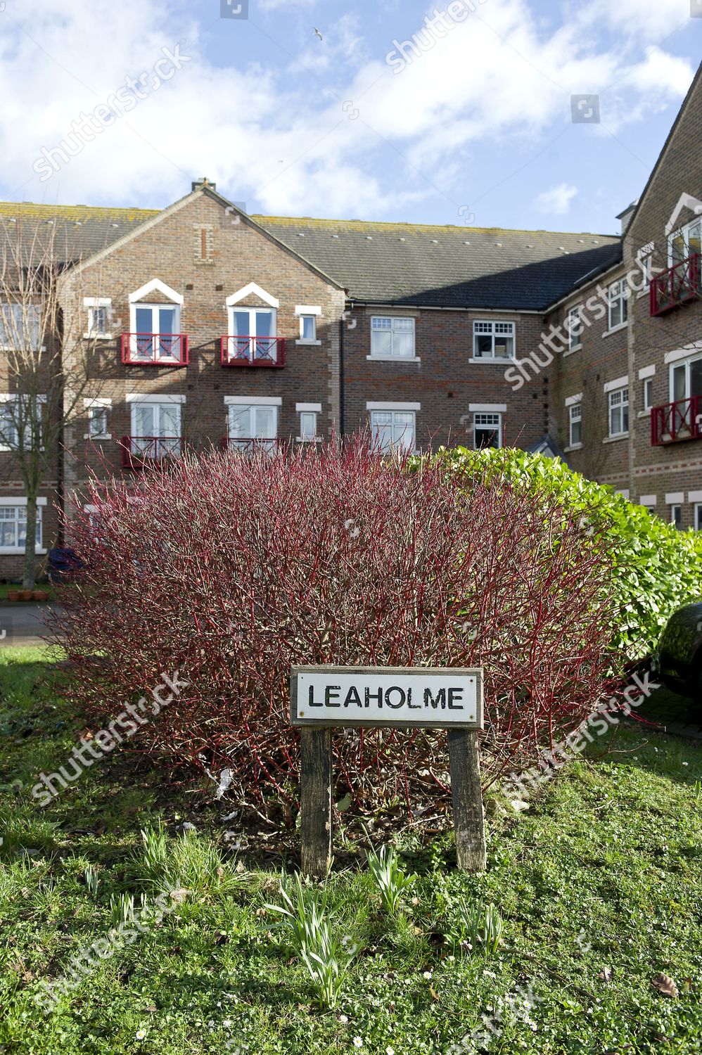 Body Care Home Worker Debbie Levey 44 Editorial Stock Photo