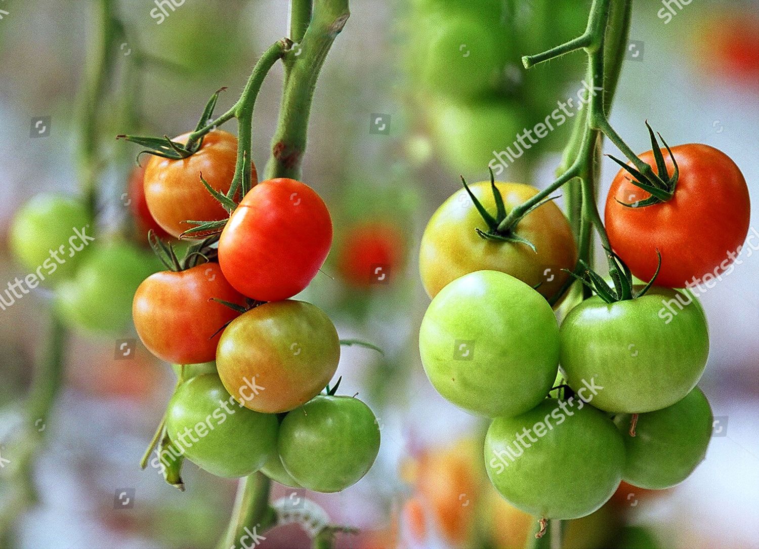 tomatoes-garden-bangladesh-popular-vegetable-bangladesh-editorial-stock