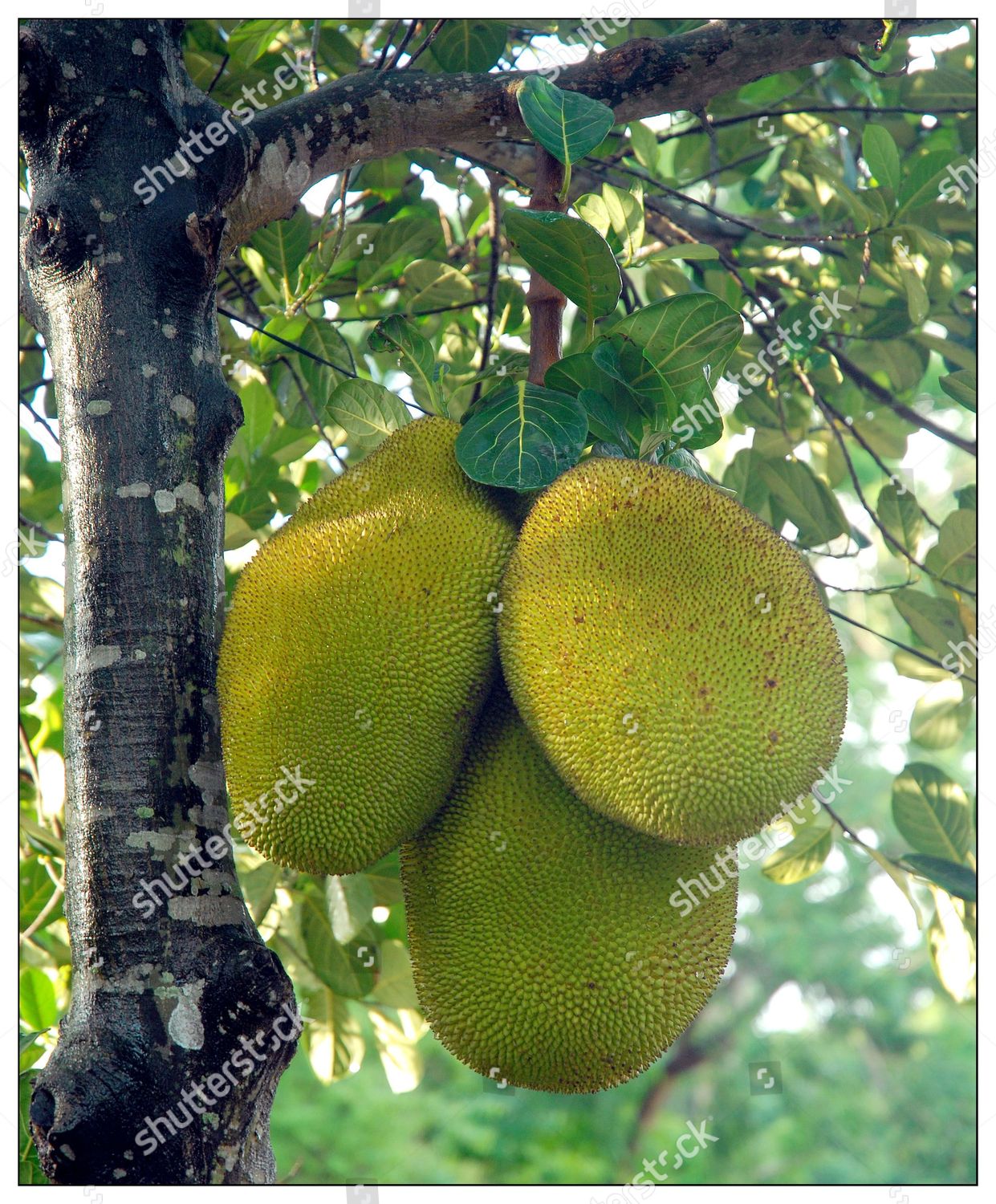 jackfruit-national-fruit-bangladesh-largest-tree-editorial-stock-photo