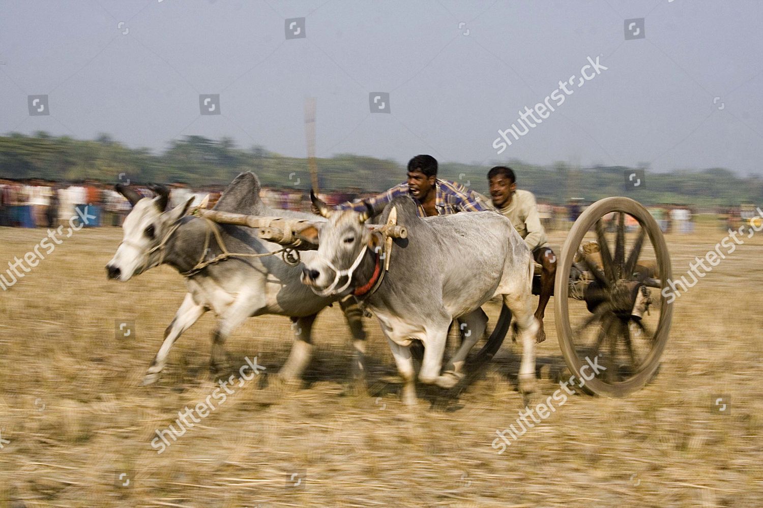 Bullock Cart Race Gorur Gari Dabor Common のエディトリアルストック写真 ストック画像 Shutterstock Bullock Cart Race Gorur Gari Dabor Common のエディトリアルストック写真 ストック画像 Shutterstock