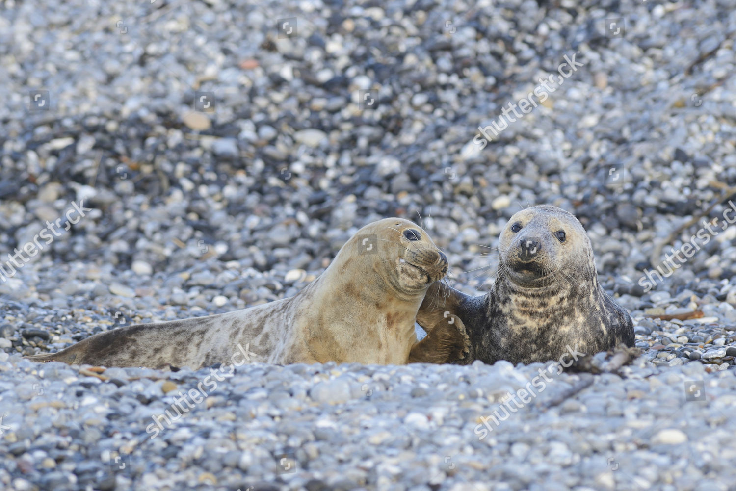 Grey Seals Halichoerus Grypus Halfgrown Pups Editorial Stock Photo