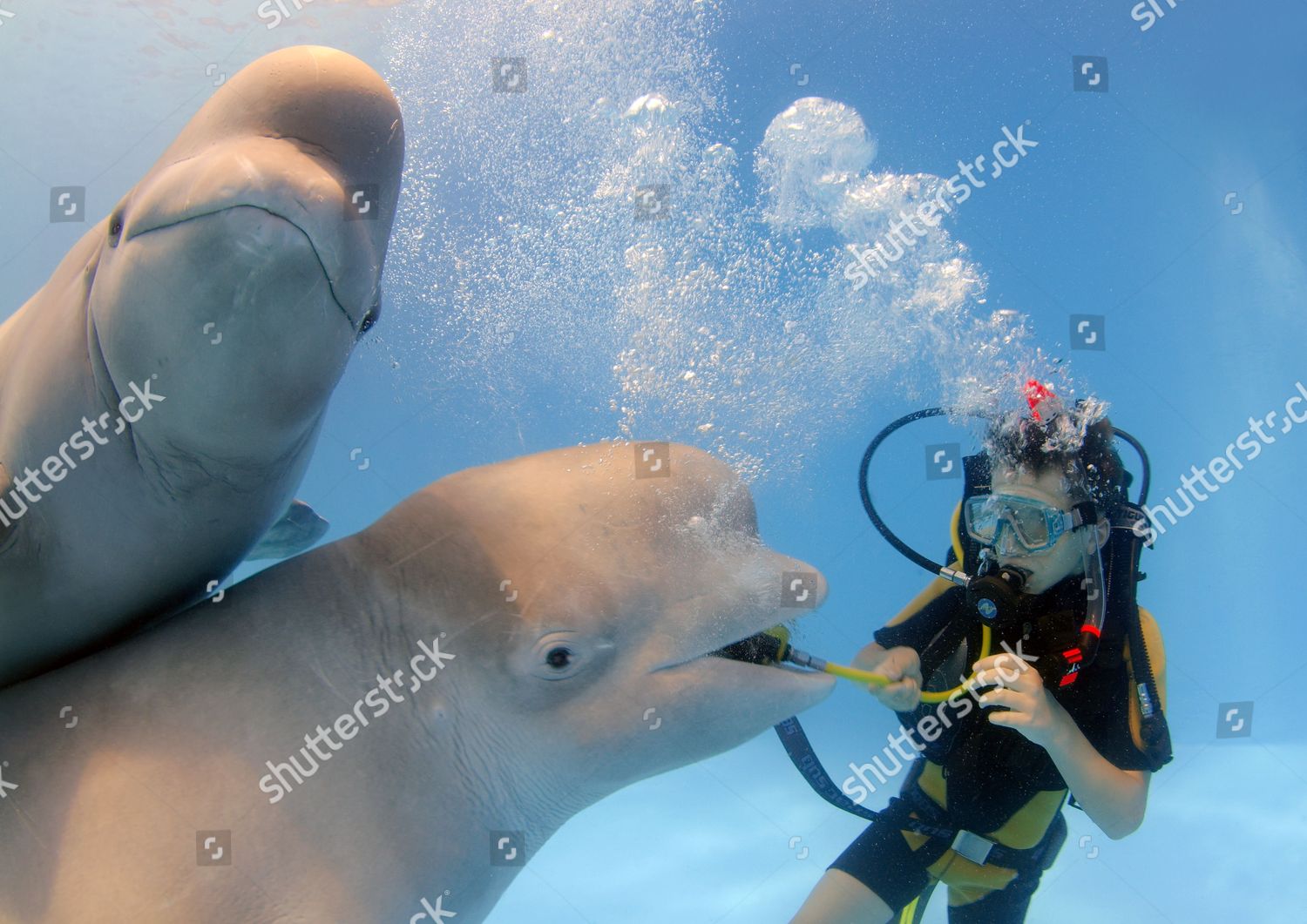 Beluga Whales Ice Cream Snowball Compete Editorial Stock Photo - Stock ...