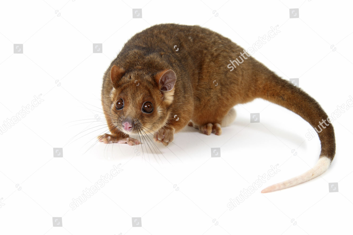 Common Ringtail Possum Pseudocheirus Peregrinus のエディトリアル写真素材 画像素材 Shutterstock Shutterstock Editorial