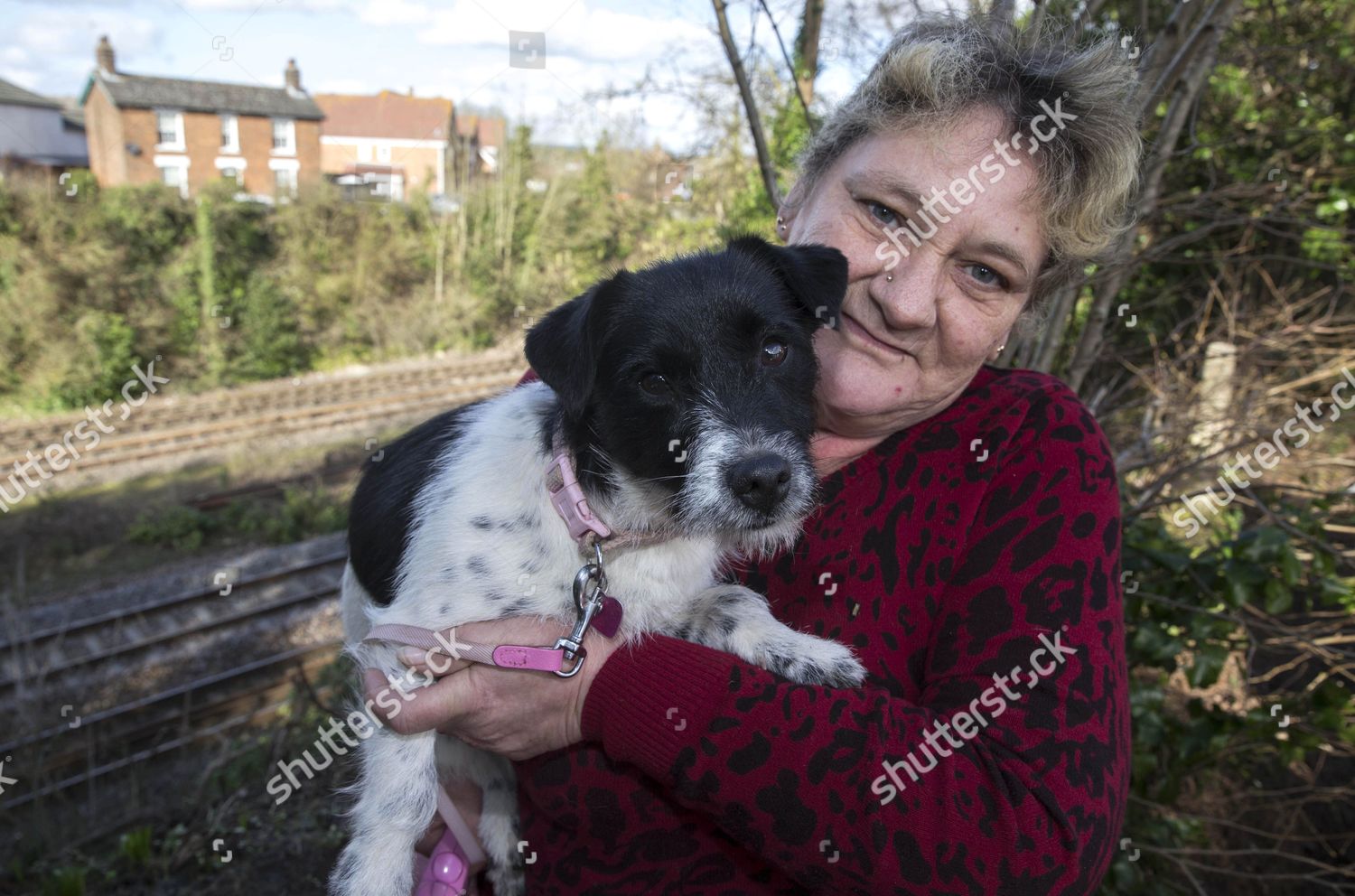 Jack Russell Terrier Gypsy Owner Jane Alywiye Editorial Stock