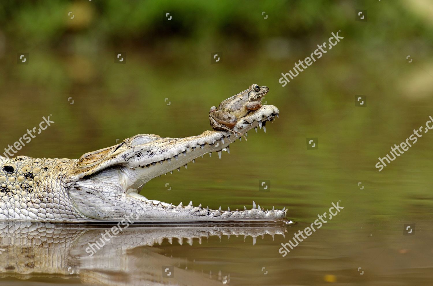 frog crocs