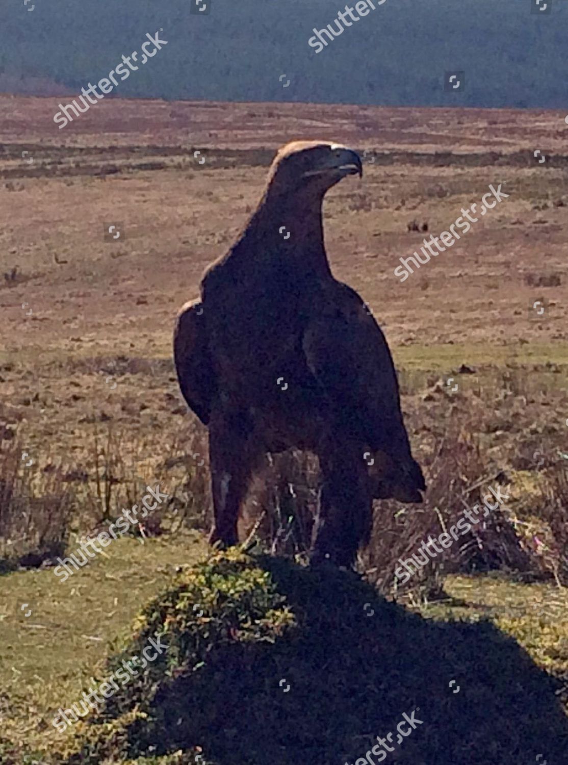 Golden Eagle Editorial Stock Photo Stock Image Shutterstock