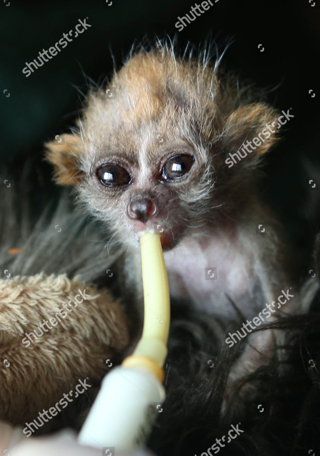 1monthold Pygmy Slow Loris Baby Editorial Stock Photo Stock Image Shutterstock