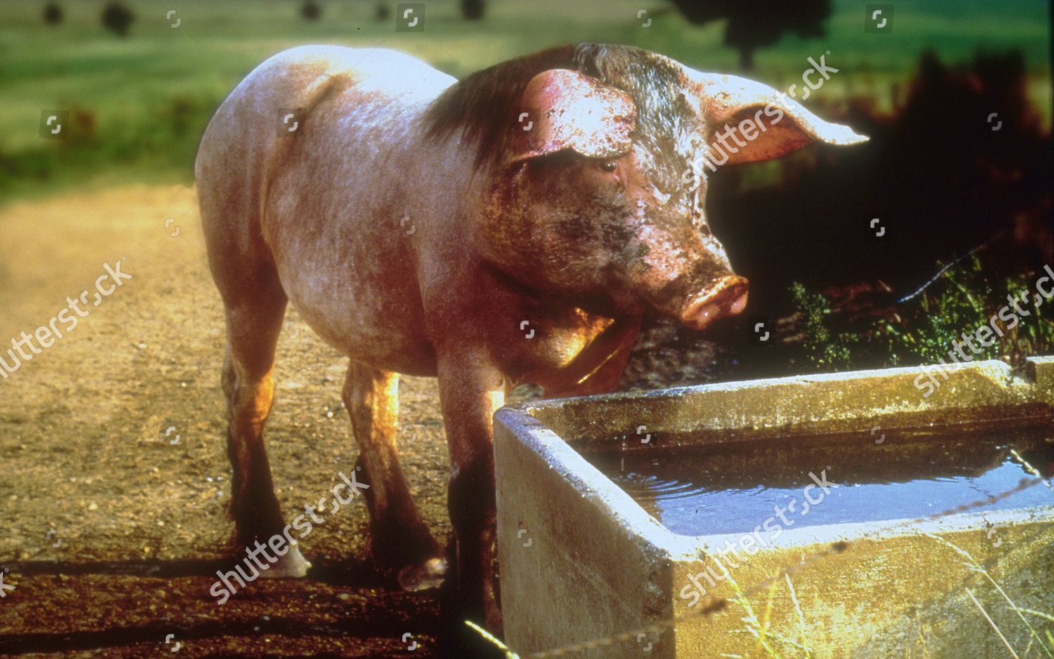 Illustration Genetic Engineering Horse Pigs Head Editorial Stock Photo Stock Image Shutterstock