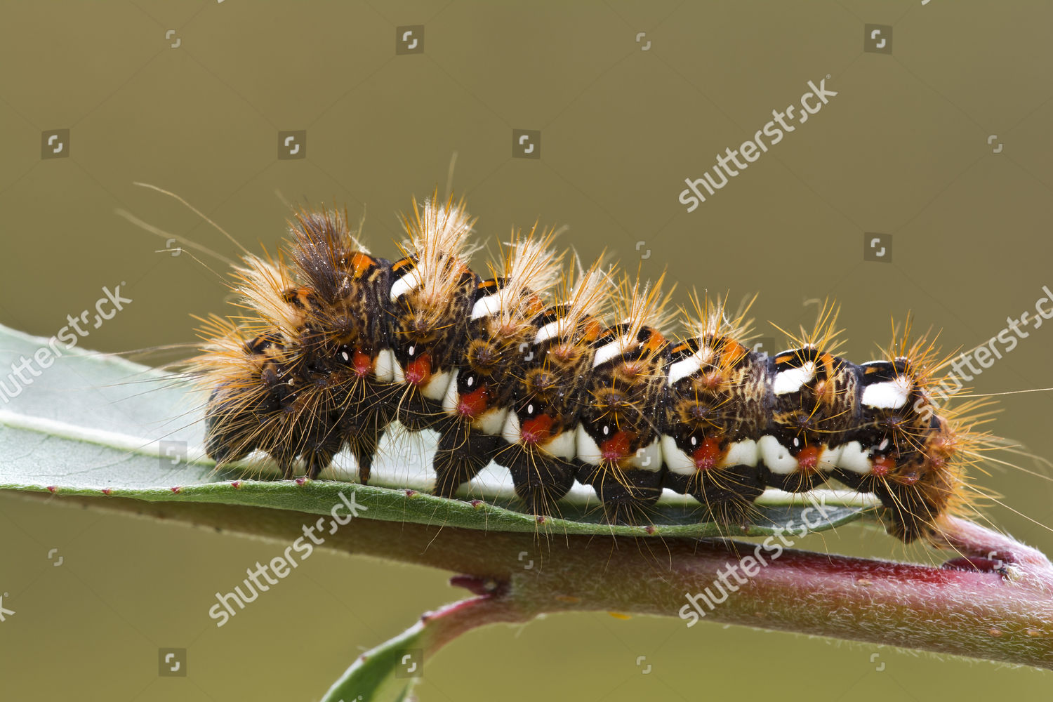 Caterpillar Knot Grass Acronicta Rumicis Burgenland Editorial Stock ...