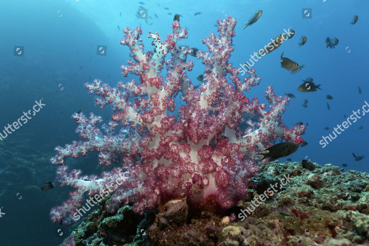 Carnation Corals Dendronephthya Klunzingeri On Reef Editorial Stock ...