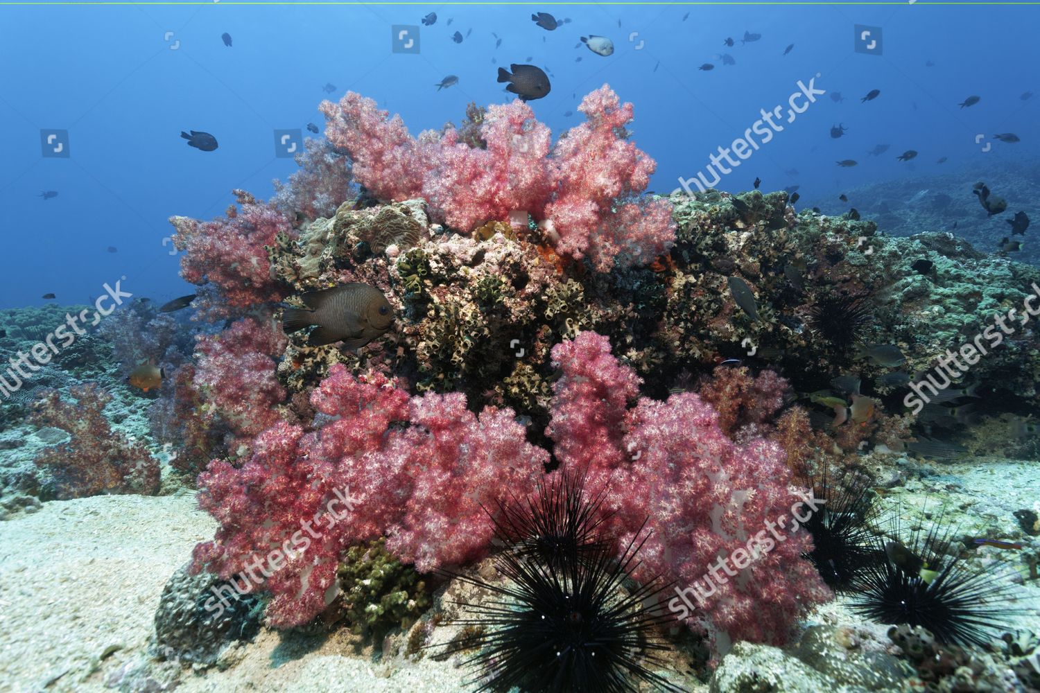 Coral Reef Red Carnation Corals Dendronephthya Editorial Stock Photo ...