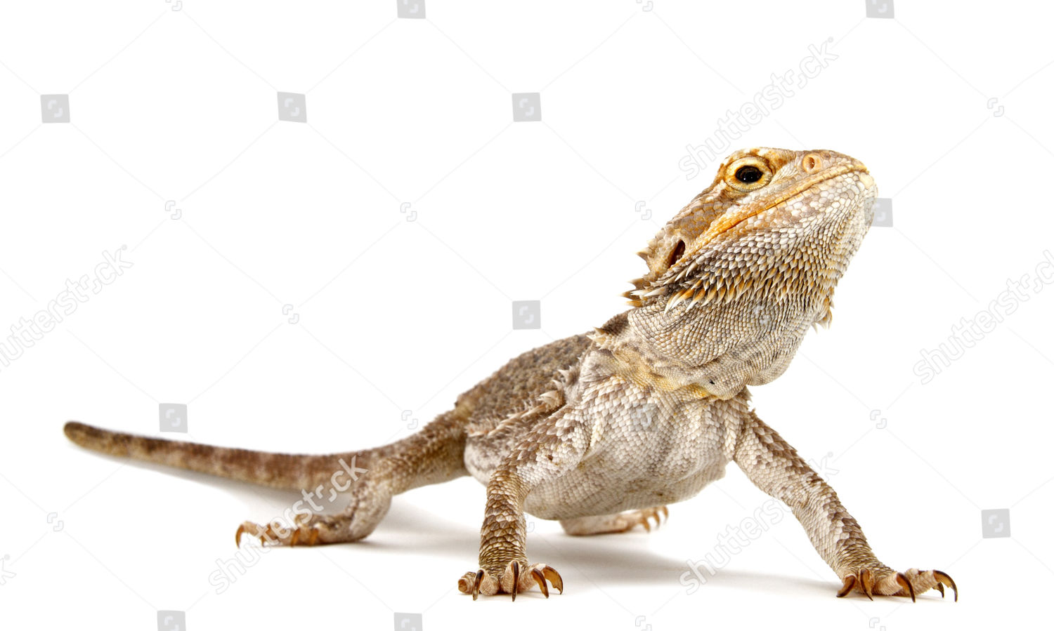 Dwarf Bearded Dragon Pogona Minor Editorial Stock Photo - Stock Image ...