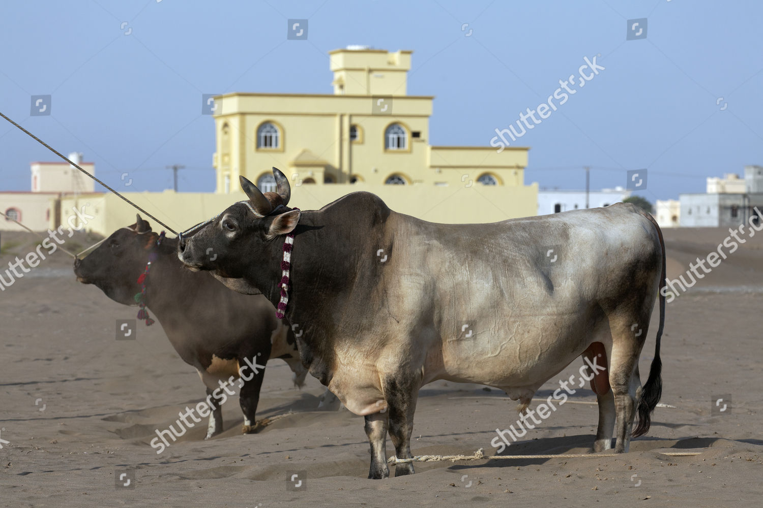 Tethered Bulls Waiting Before Bull Fight Editorial Stock Photo - Stock ...