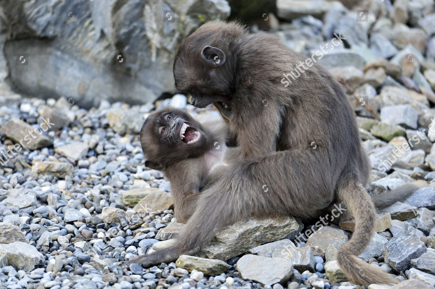 Young Gelada Baboons Theropithecus Gelada Fighting Editorial Stock ...