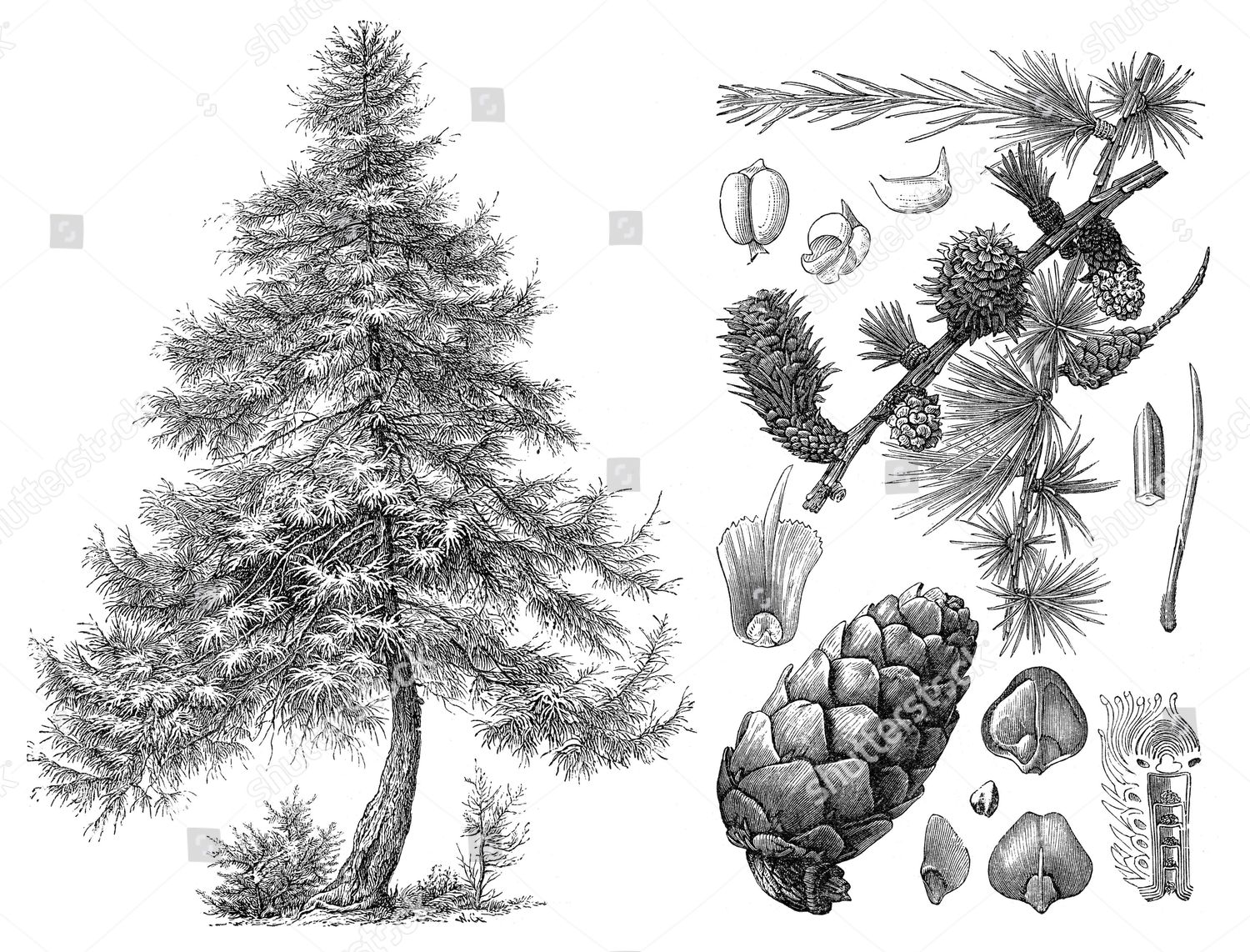 Historical Illustration Larch Larix Decidua Editorial Stock Photo ...