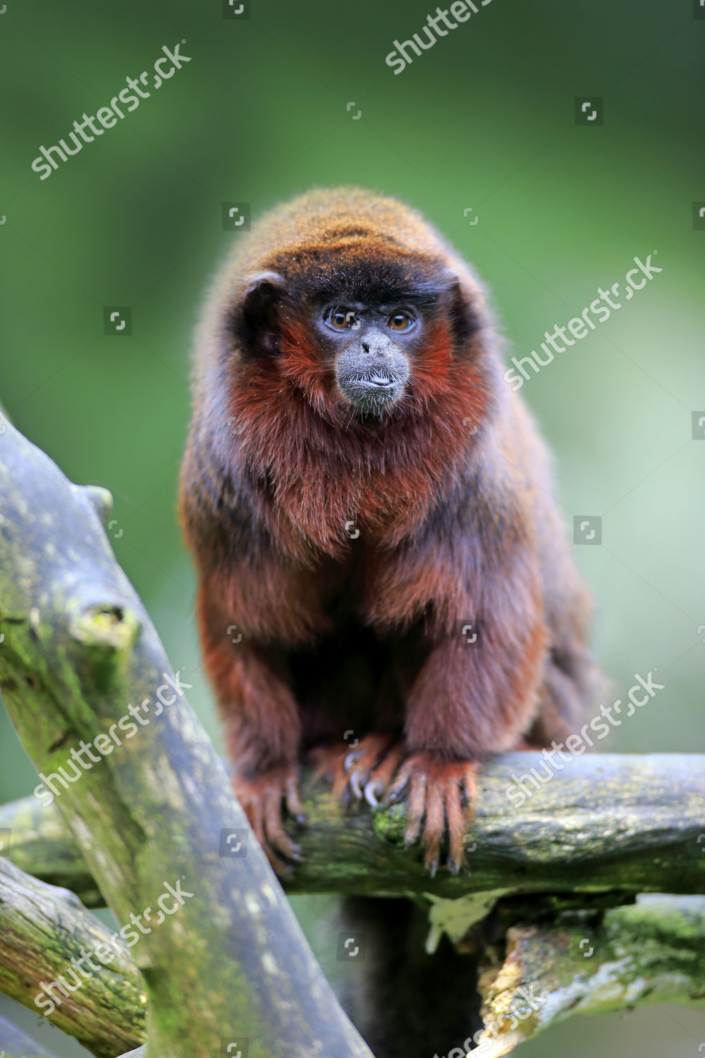 Redbellied Titi Callicebus Moloch Adult On Editorial Stock Photo