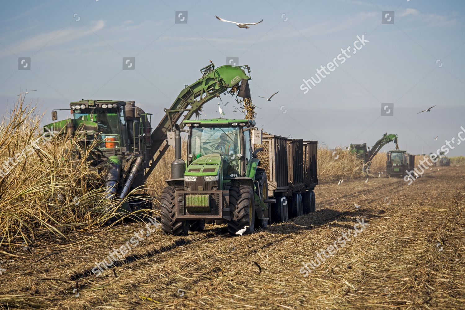 Mechanical Harvest Sugar Cane Belle Glade Editorial Stock Photo Stock