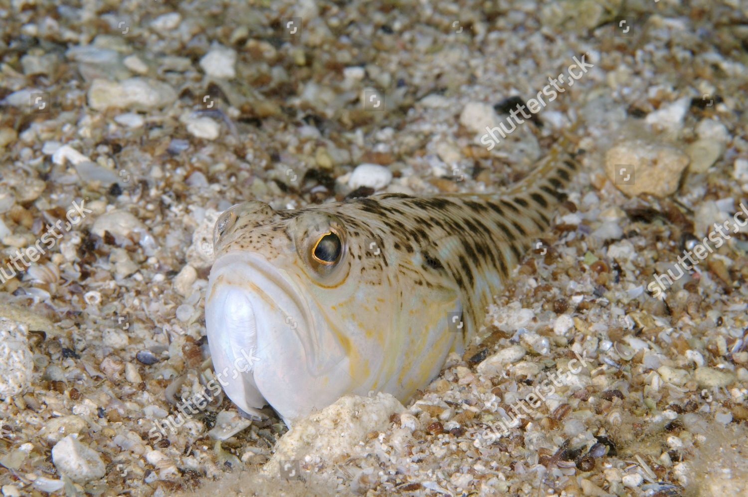 Greater Weever Trachinus Draco Black Sea Editorial Stock Photo - Stock ...