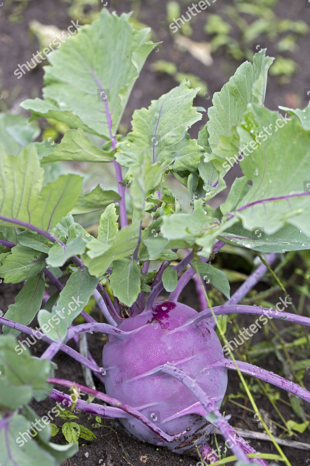 kohlrabi-turnip-cabbage-brassica-oleracea-var-editorial-stock-photo