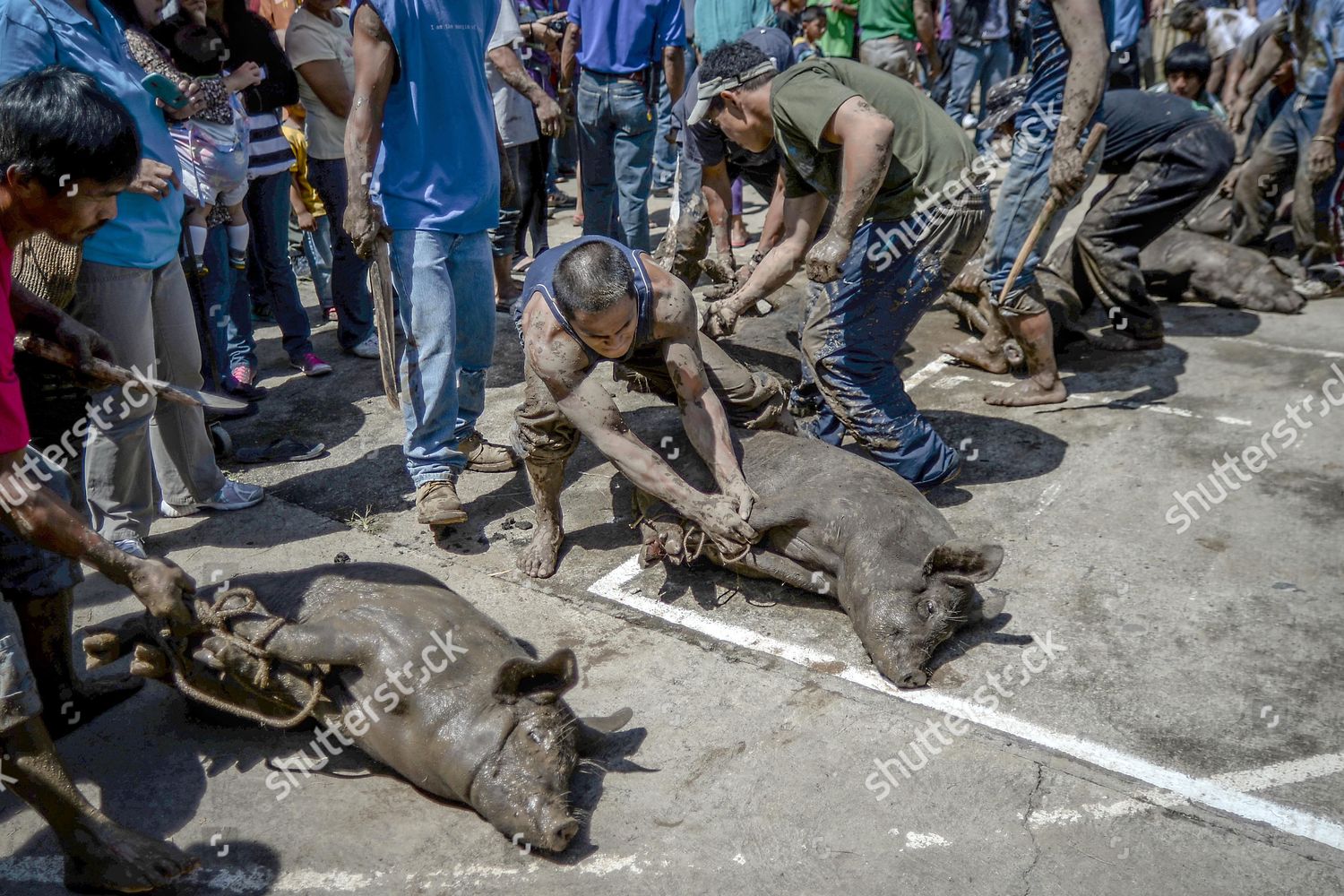 Filipinos Prepare Slaughter Pigs After They Editorial Stock Photo