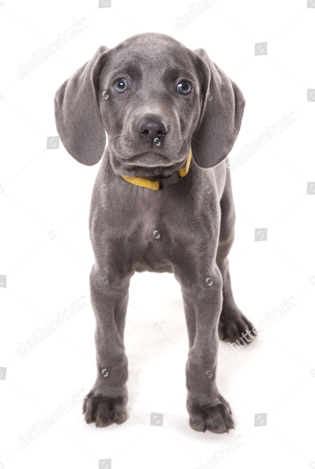 Domestic Dog Weimaraner Blue Shorthaired Variety Puppy Editorial