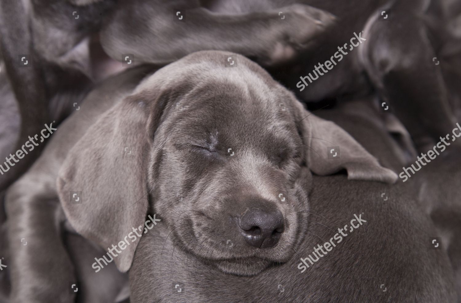 Domestic Dog Weimaraner Blue Shorthaired Variety Puppies Editorial