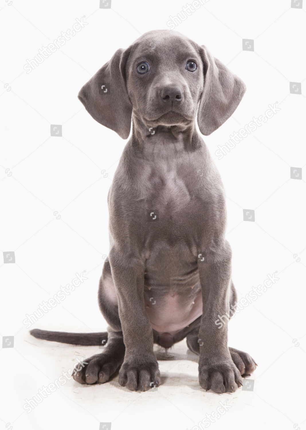 Domestic Dog Weimaraner Blue Shorthaired Variety Puppy Editorial