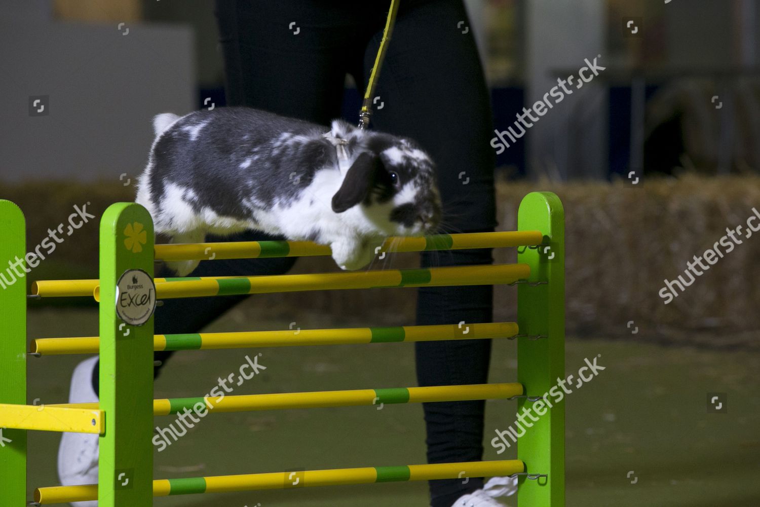 Rabbit Grand National Showjumping Rabbit Editorial Stock Photo Stock