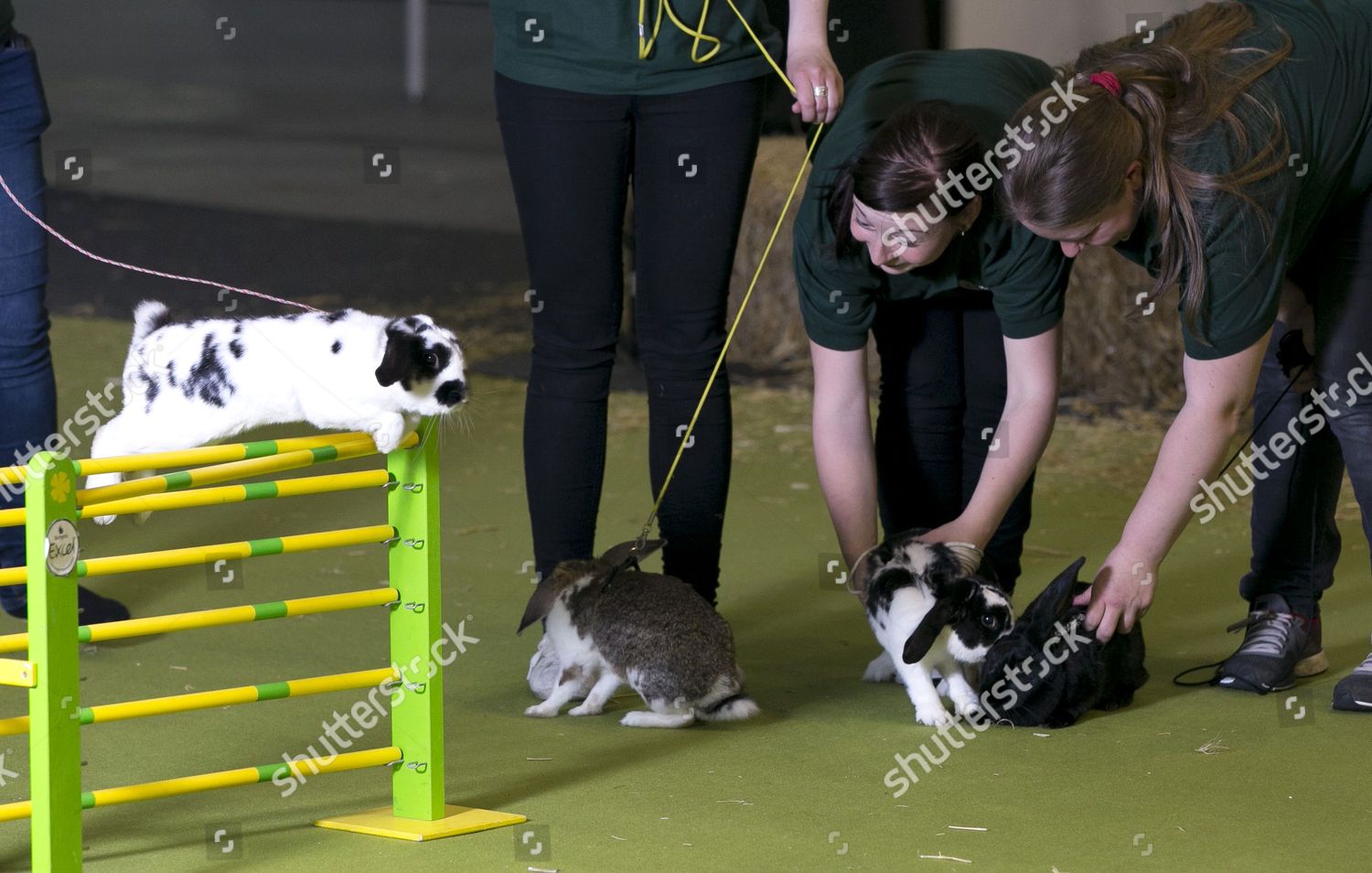 Rabbit Grand National Showjumping Rabbits Editorial Stock Photo Stock
