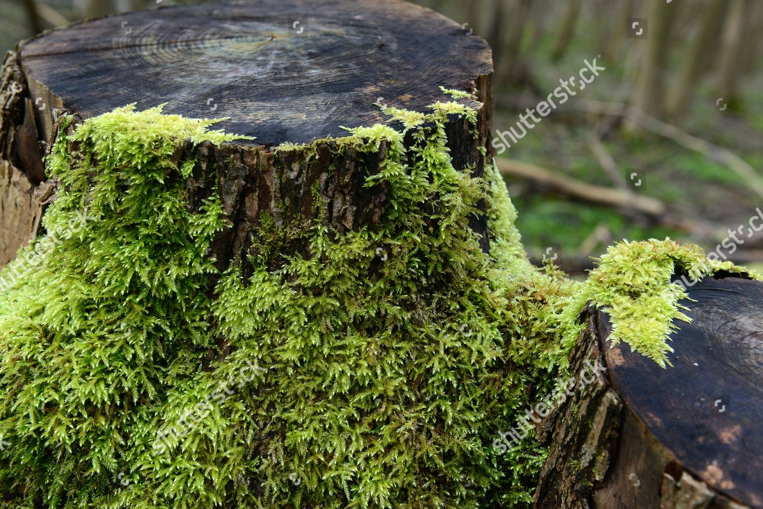 Green Moss On Tree Stump Uk Editorial Stock Photo - Stock Image ...
