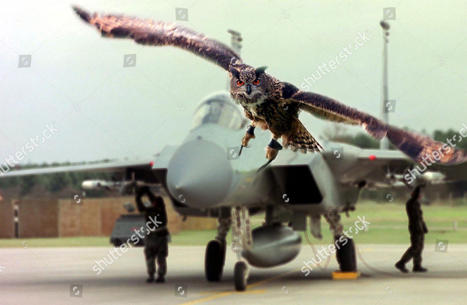 Biggles Eagle Owl Patrolling F15 Strike Editorial Stock Photo Stock Image Shutterstock Shutterstock Editorial