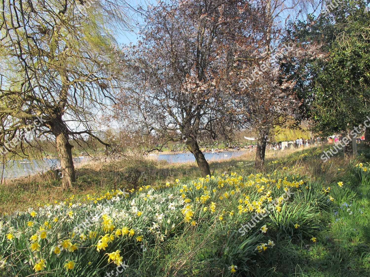 Daffodils Hyde Park Editorial Stock Photo - Stock Image | Shutterstock