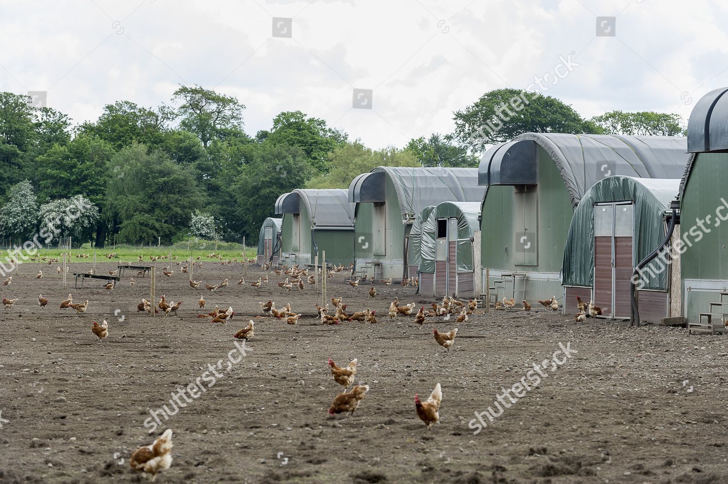 Barn Raised Chickens Outside Their Shed Editorial Stock Photo