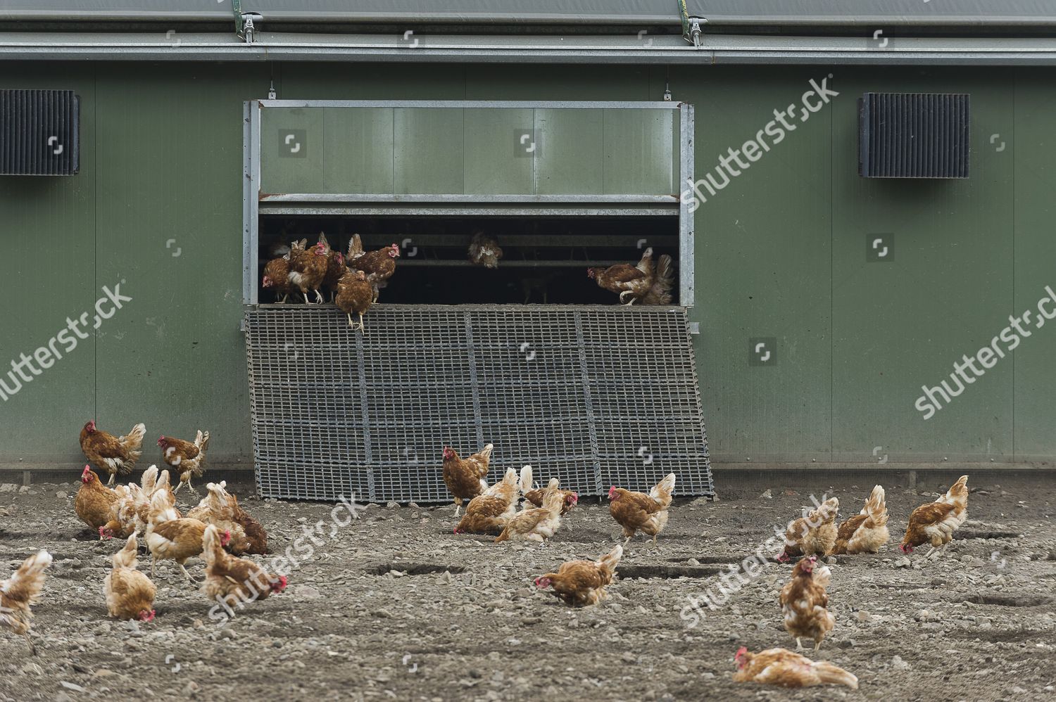 Barn Raised Chickens Outside Their Shed Editorial Stock Photo