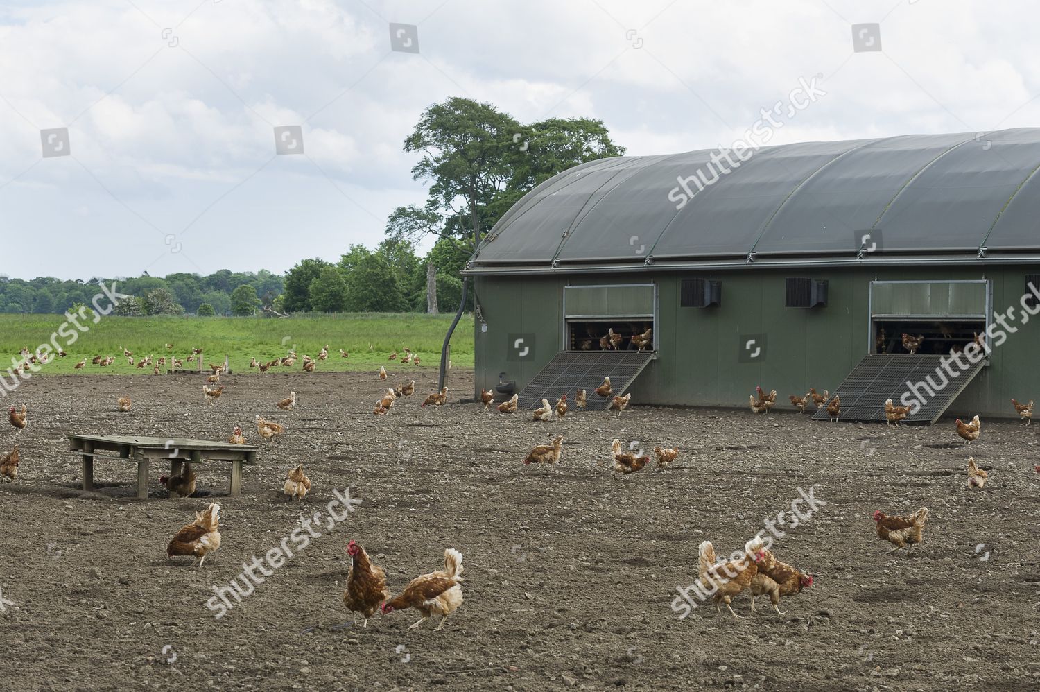 Barn Raised Chickens Outside Their Shed Editorial Stock Photo