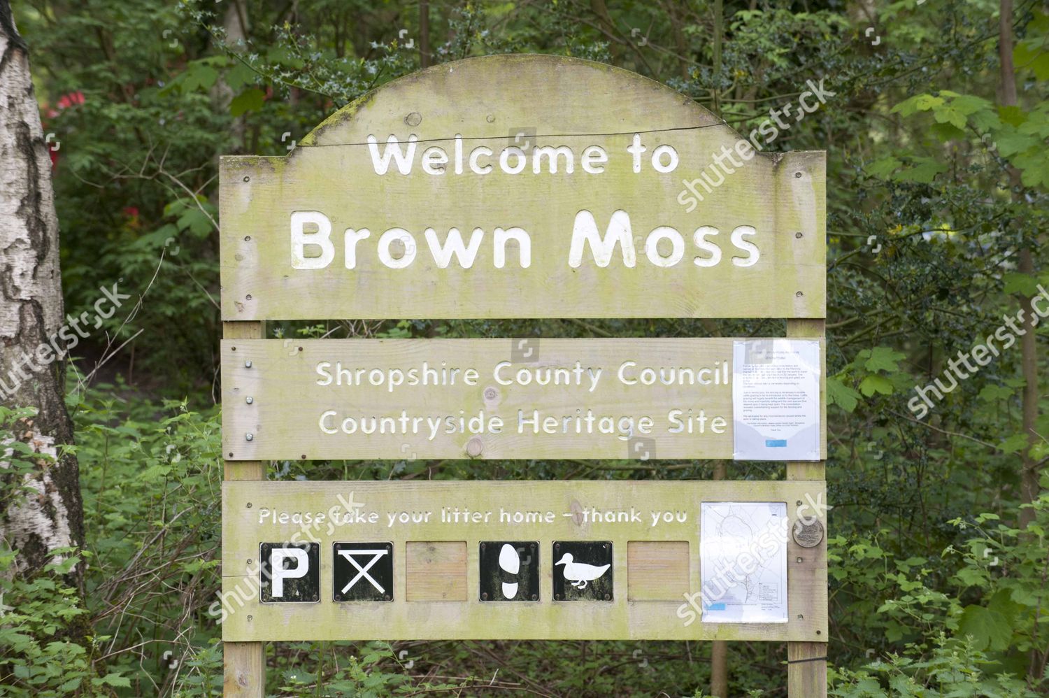 Ashley Furman Tilgivende frekvens Scene Brown Moss Nature Reserve Near Whitchurch Editorial Stock Photo -  Stock Image | Shutterstock